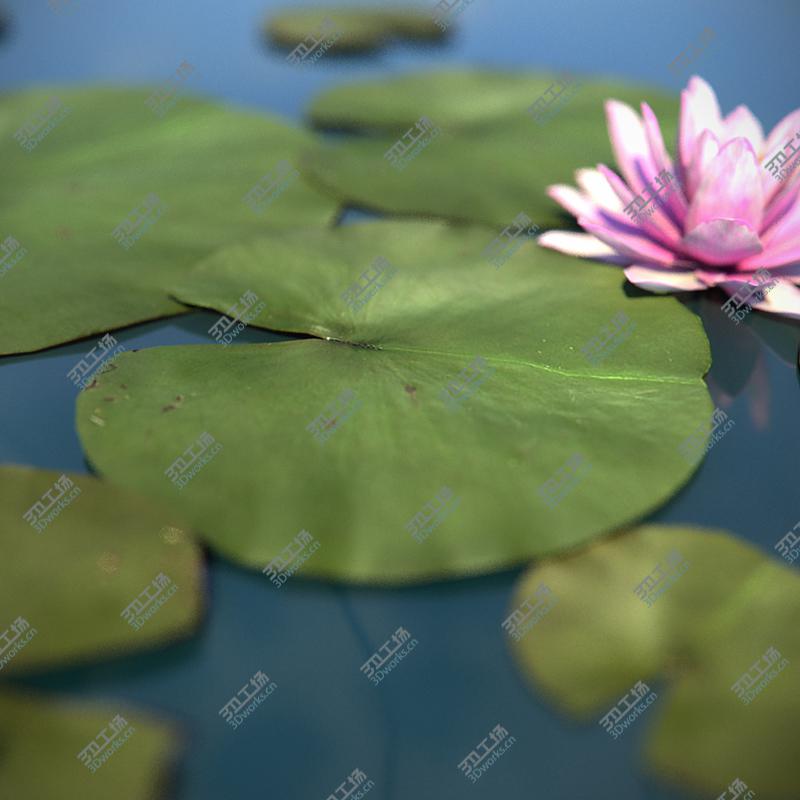 images/goods_img/202104023/Water Lily/5.jpg